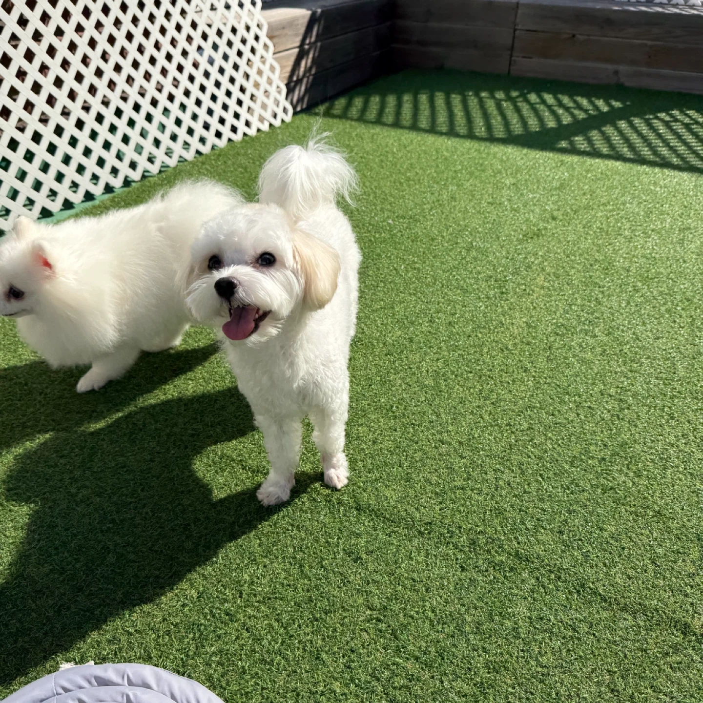말티푸 강아지 산책 해주실 분 구합니다!