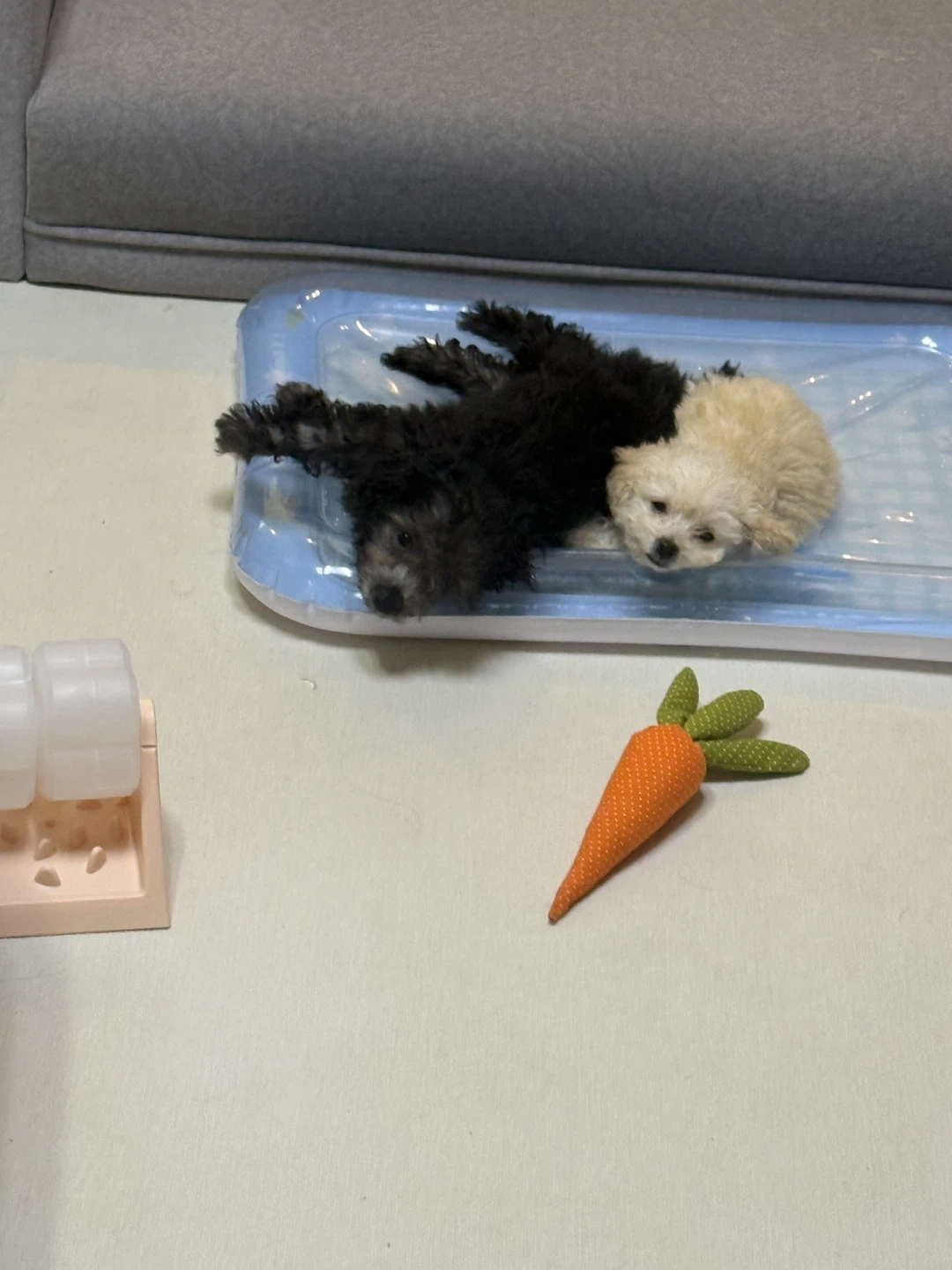 강아지 두마리 오늘3일저녁~6일저녁까지 맡아주실분!