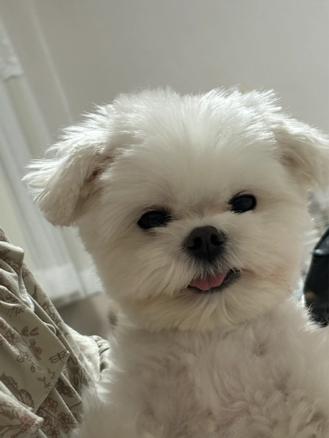 펫시터 구해요
