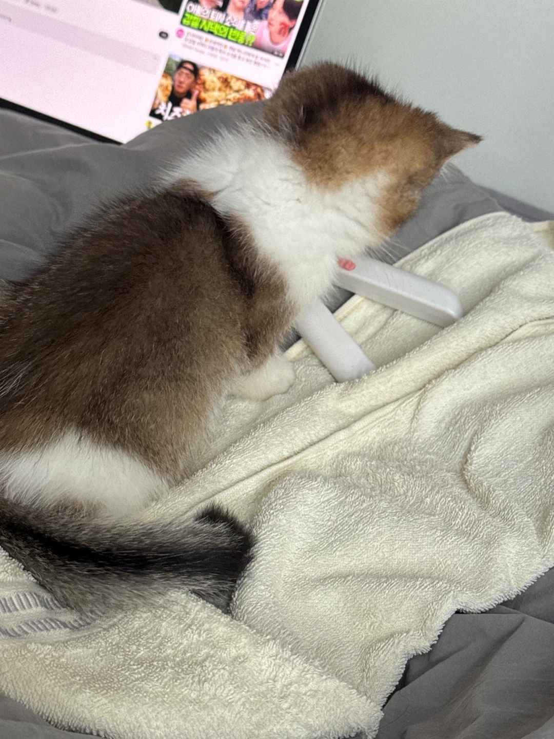 고양이 발톱