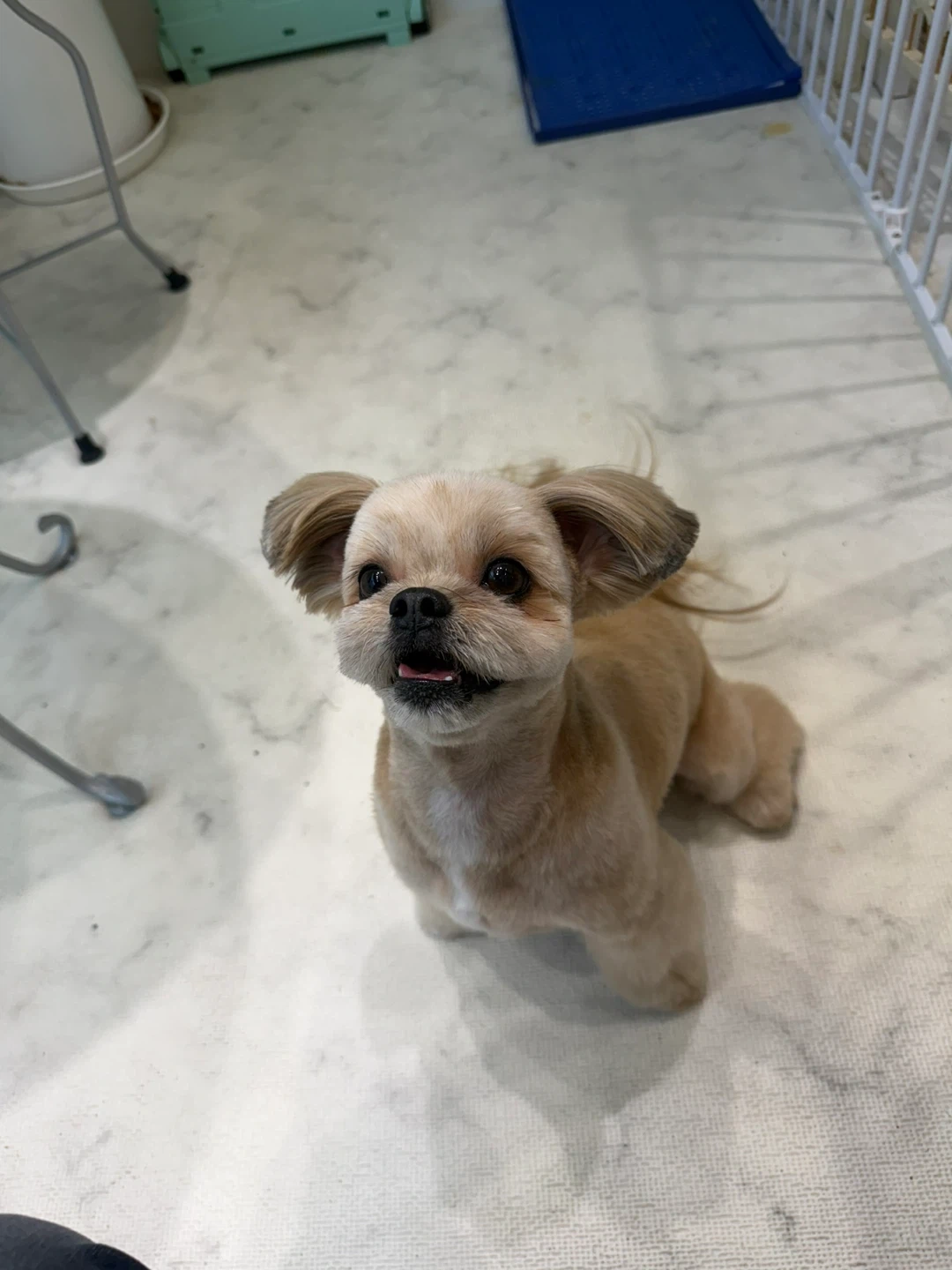 10/15~10/20 6일간 강아지 돌봐주실 분 구해요