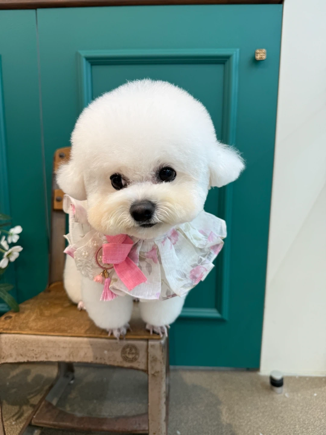 강아지 케어 잘하시는분 경력자 우대해요