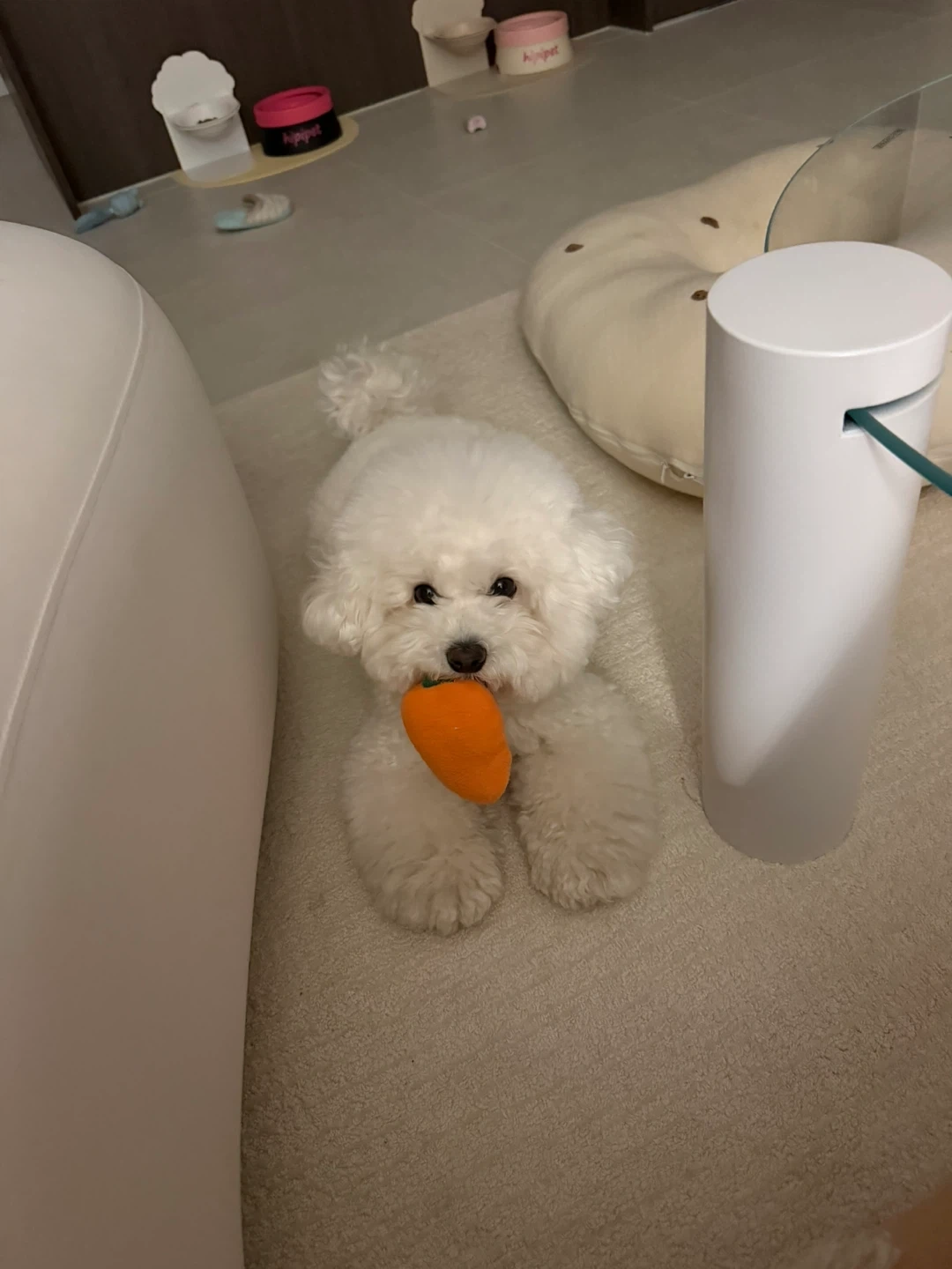 비숑 목욕 . 빗질 시켜주실분 !