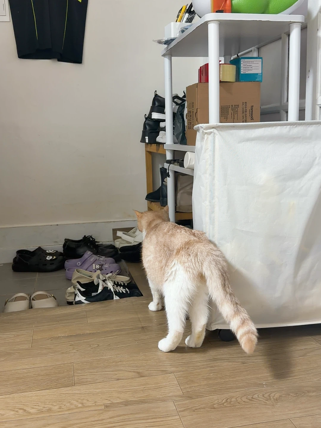 저희 집 고양이 약 주실분
