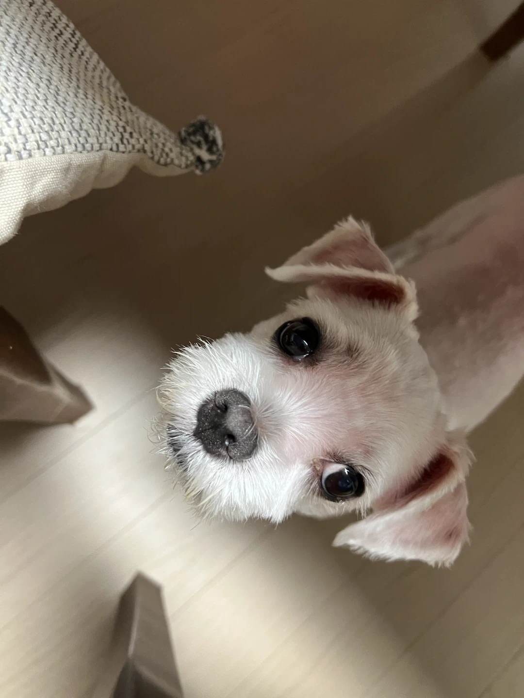 강아지 산책 시켜주실분