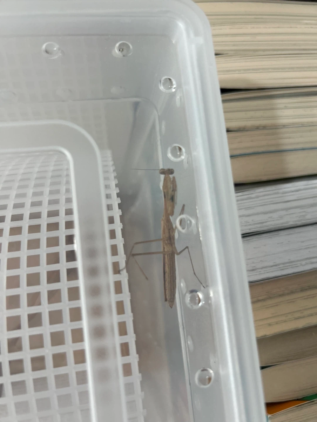 사마귀 8일간 키워주실 분 구합니다~!