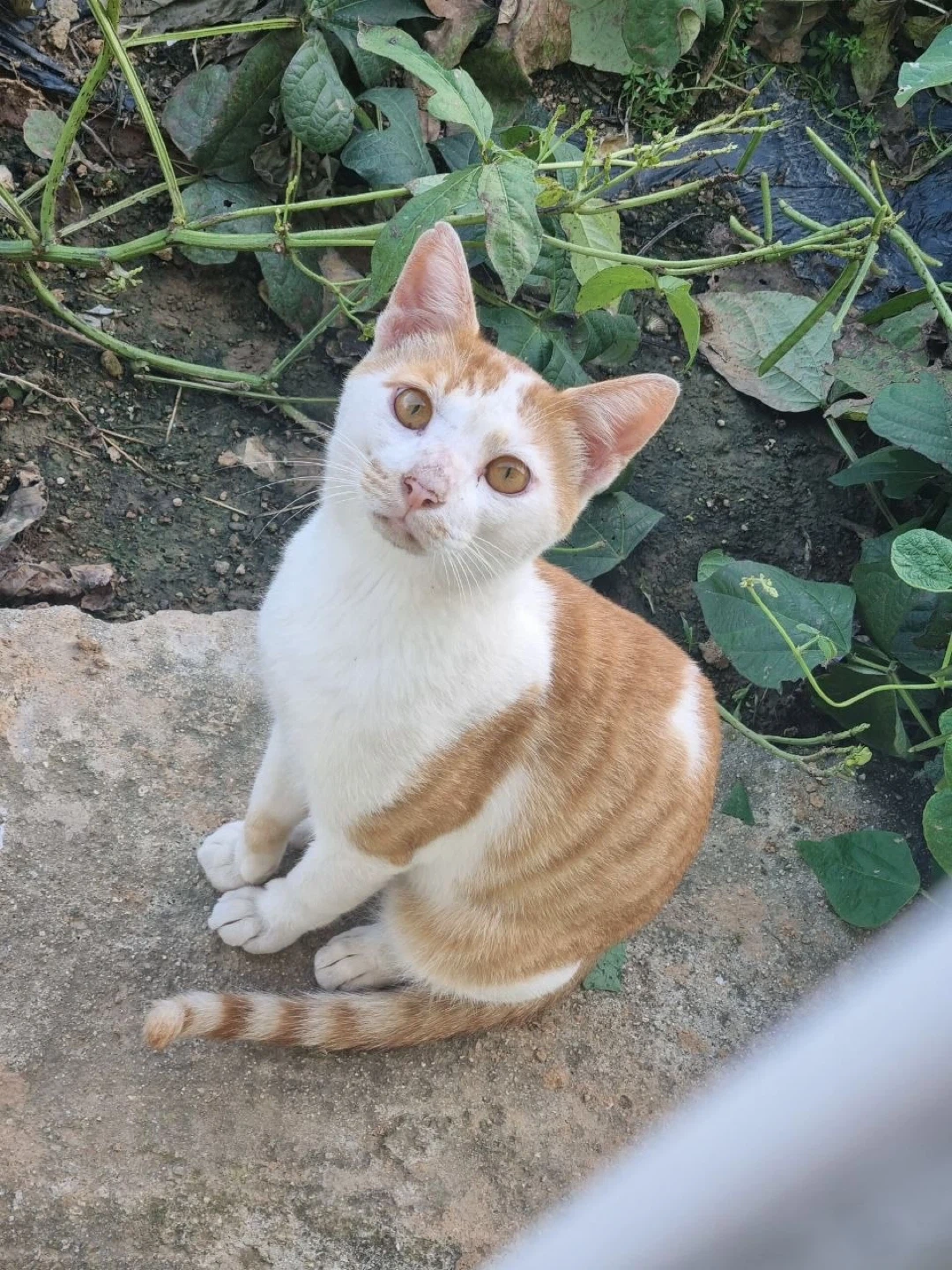 치즈냥이 돌봐주실 분