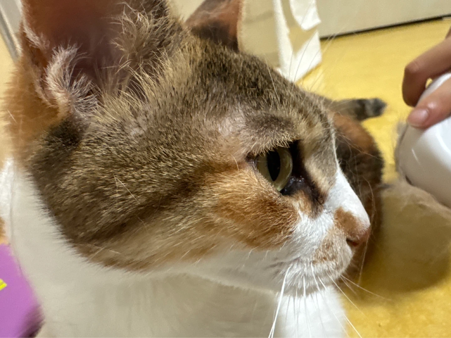 10/11-10/14일 방문해서 고양이 봐주실 분구해요
