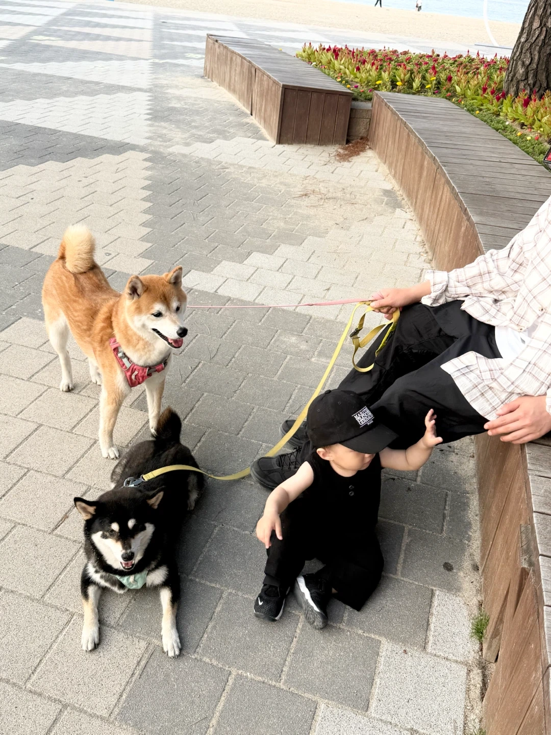 10/10일 오후 강아지 30분 산책 해주실분 찾습니다