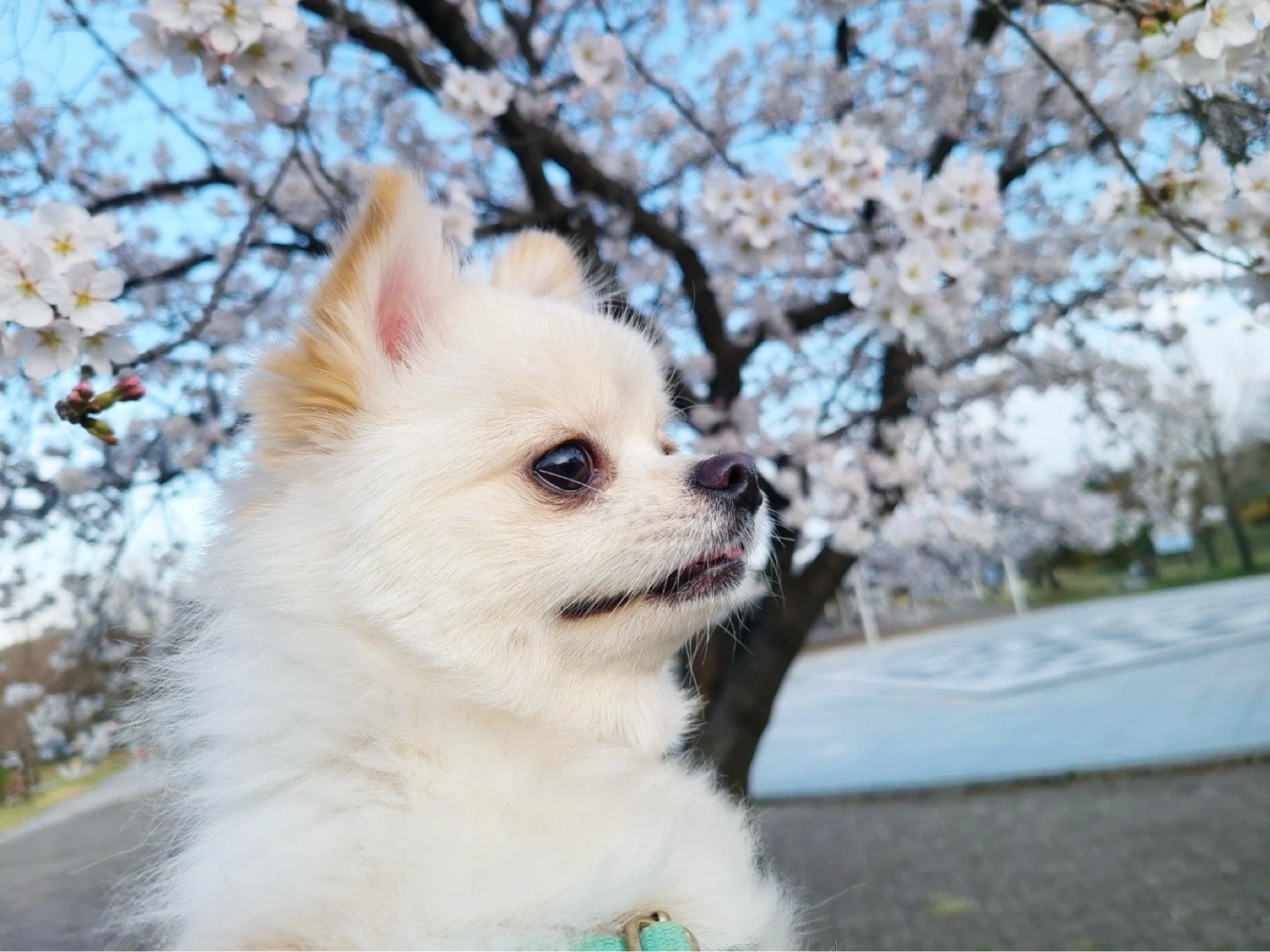 멍뭉이 돌봐주실분