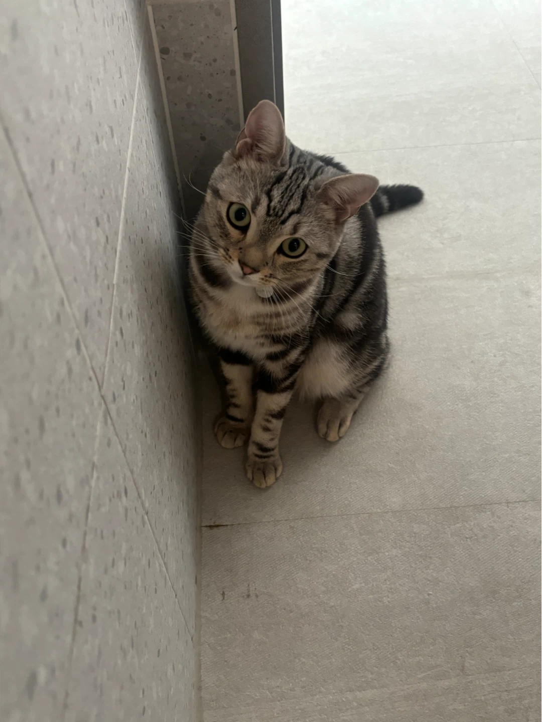 고양이 돌봄