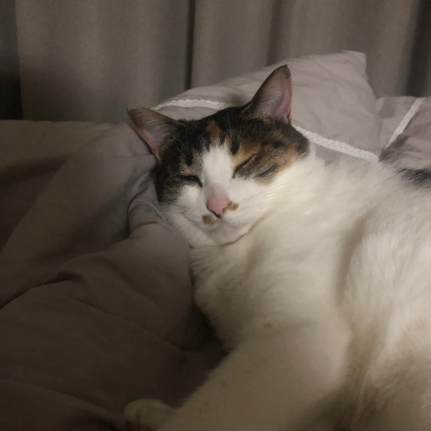 코숏 고양이 두마리 돌봄