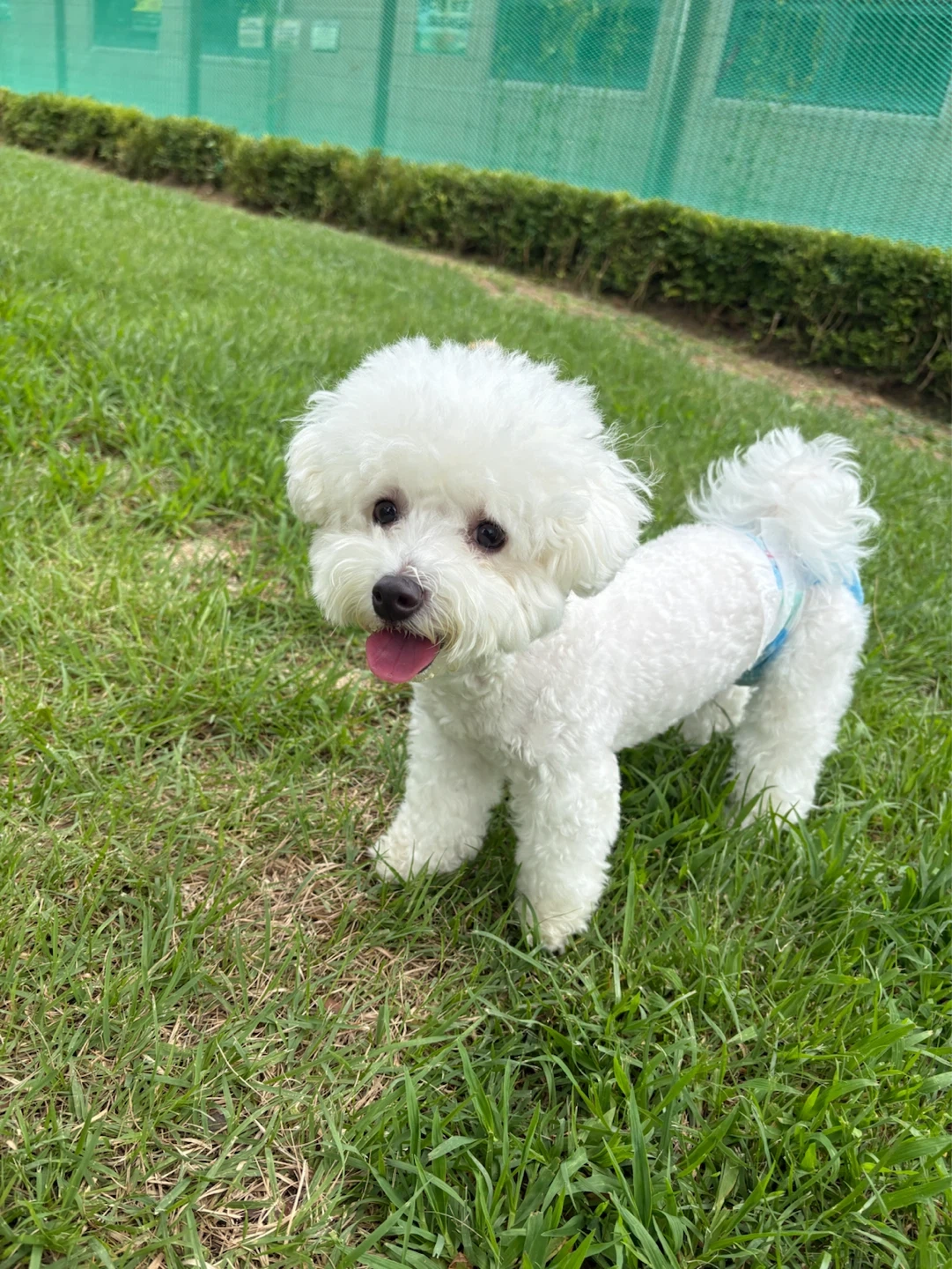 강아지산책시터모집합니다