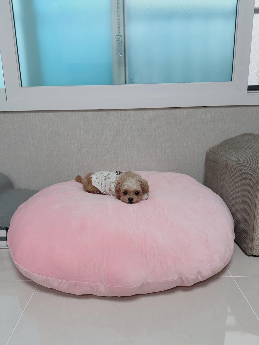 강아지 2마리 1시간 돌봄