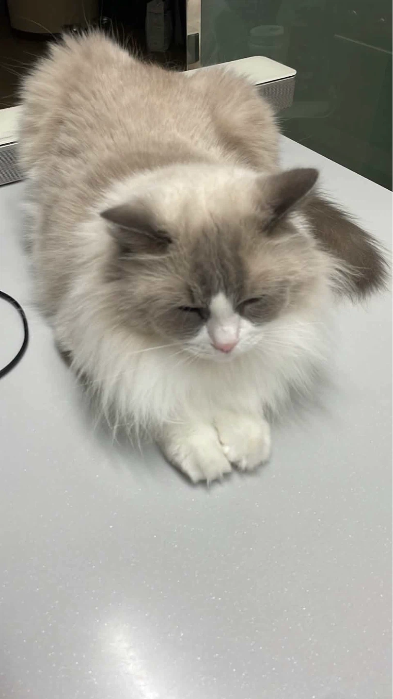 고양이 진짜 열심히 놀아주실 분