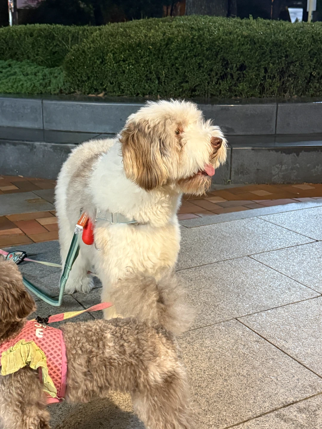 강아지 산책