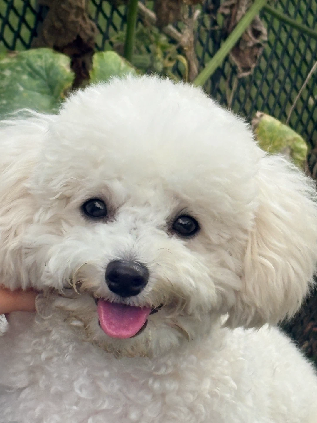 강아지 돌봄