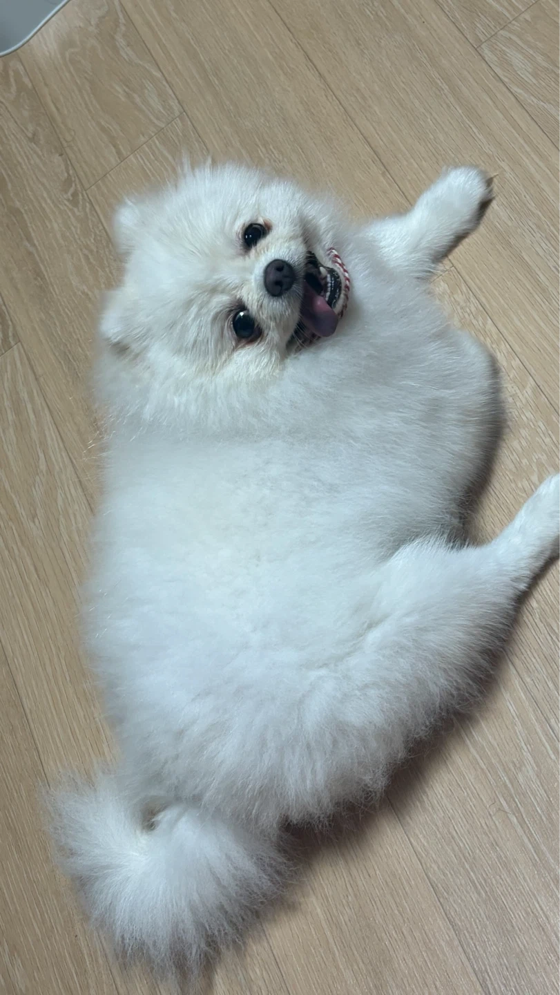 미용사 샴푸 실기 모델 구해요 !