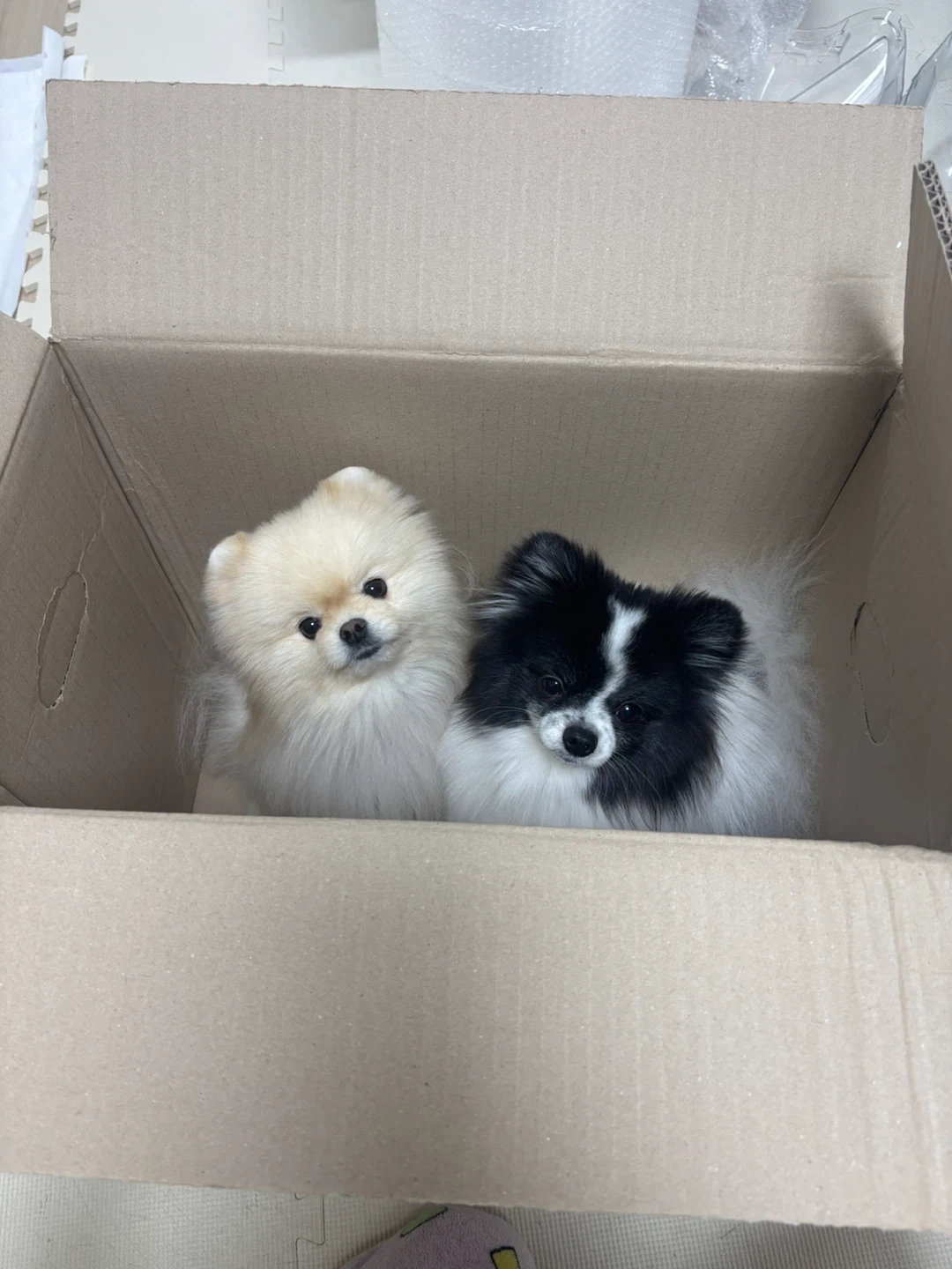 강아지 두마리 돌봄