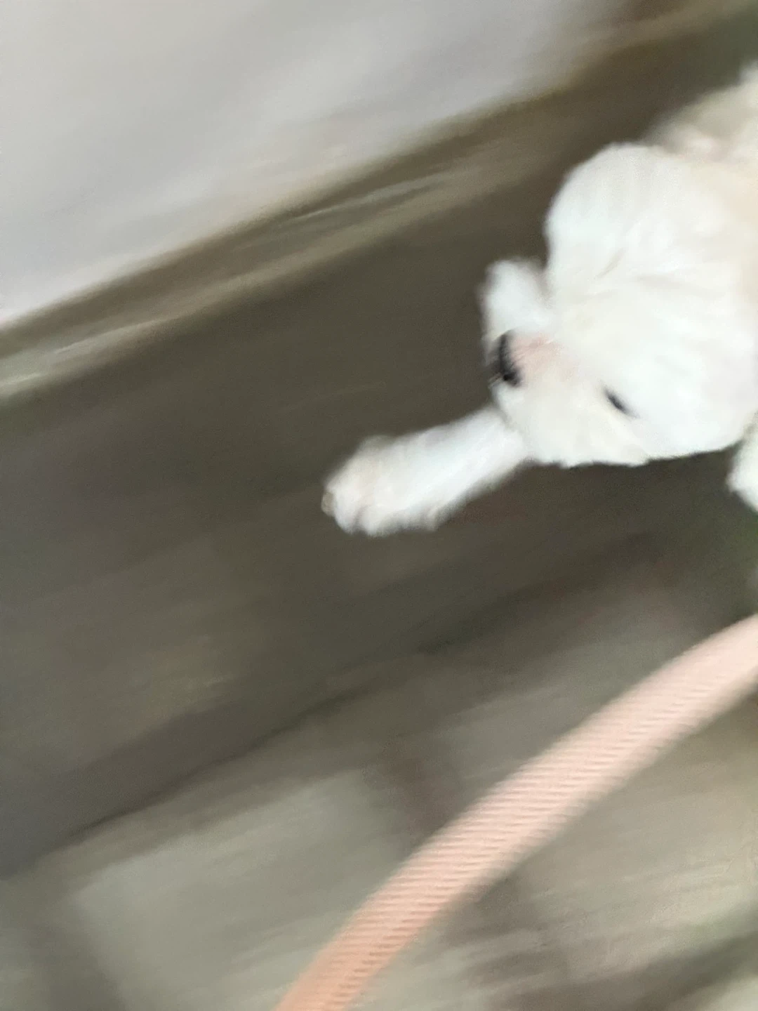 집청소, 강아지 산책