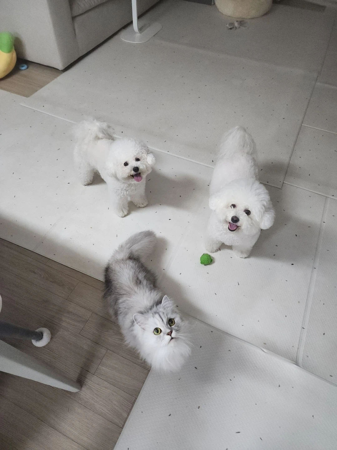 2박3일(27~29) 반려동물 돌봄