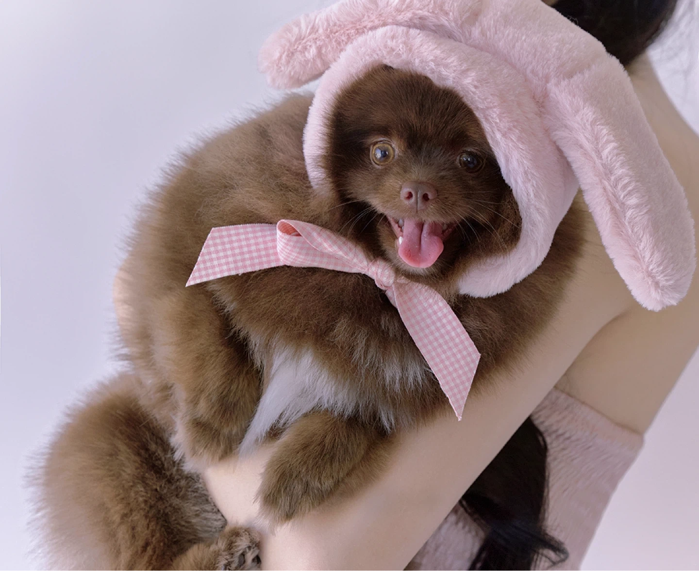 강아지 유치원->집으로 데려와주실분ㅠ (걸어서 5분)
