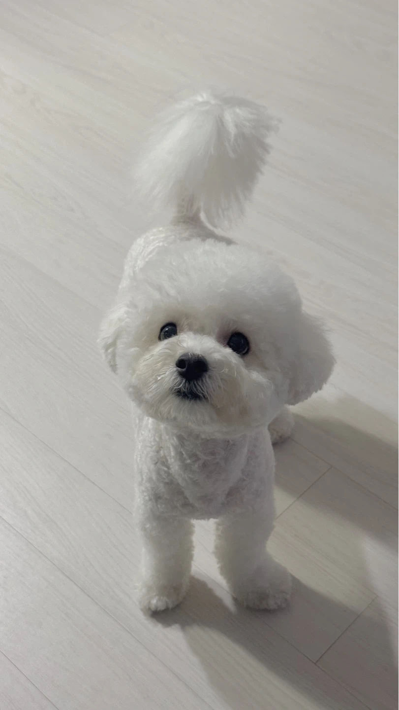 2살 미니 비숑 수컷 위탁 돌봄 구합니다 :)