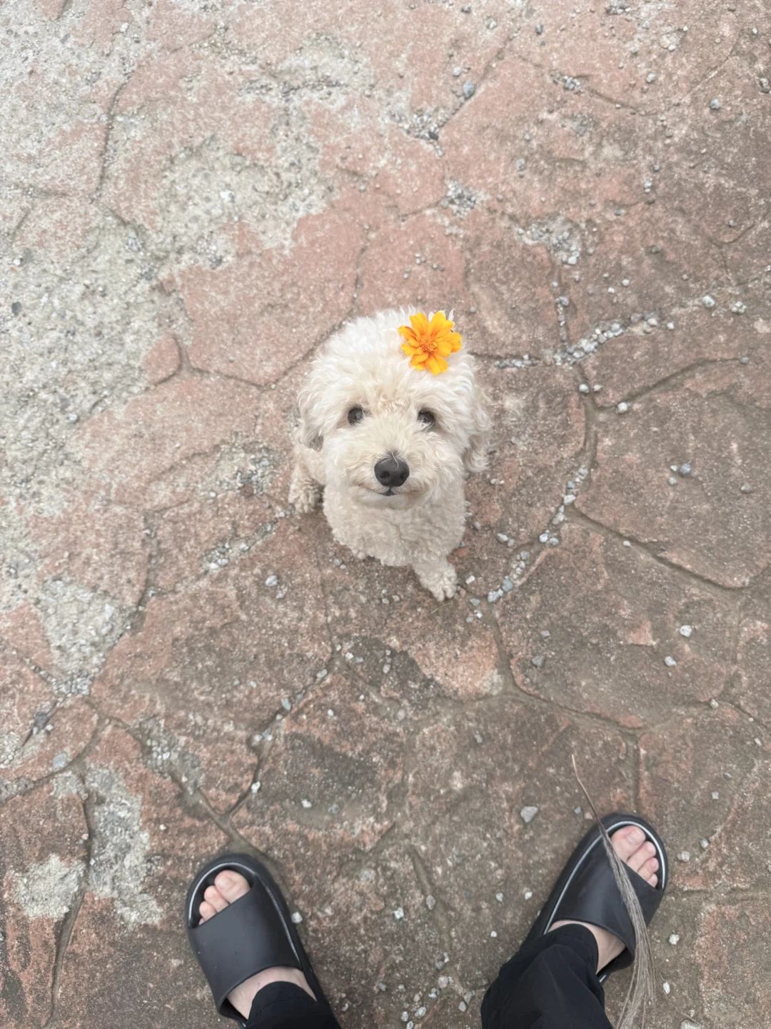 강아지 산책