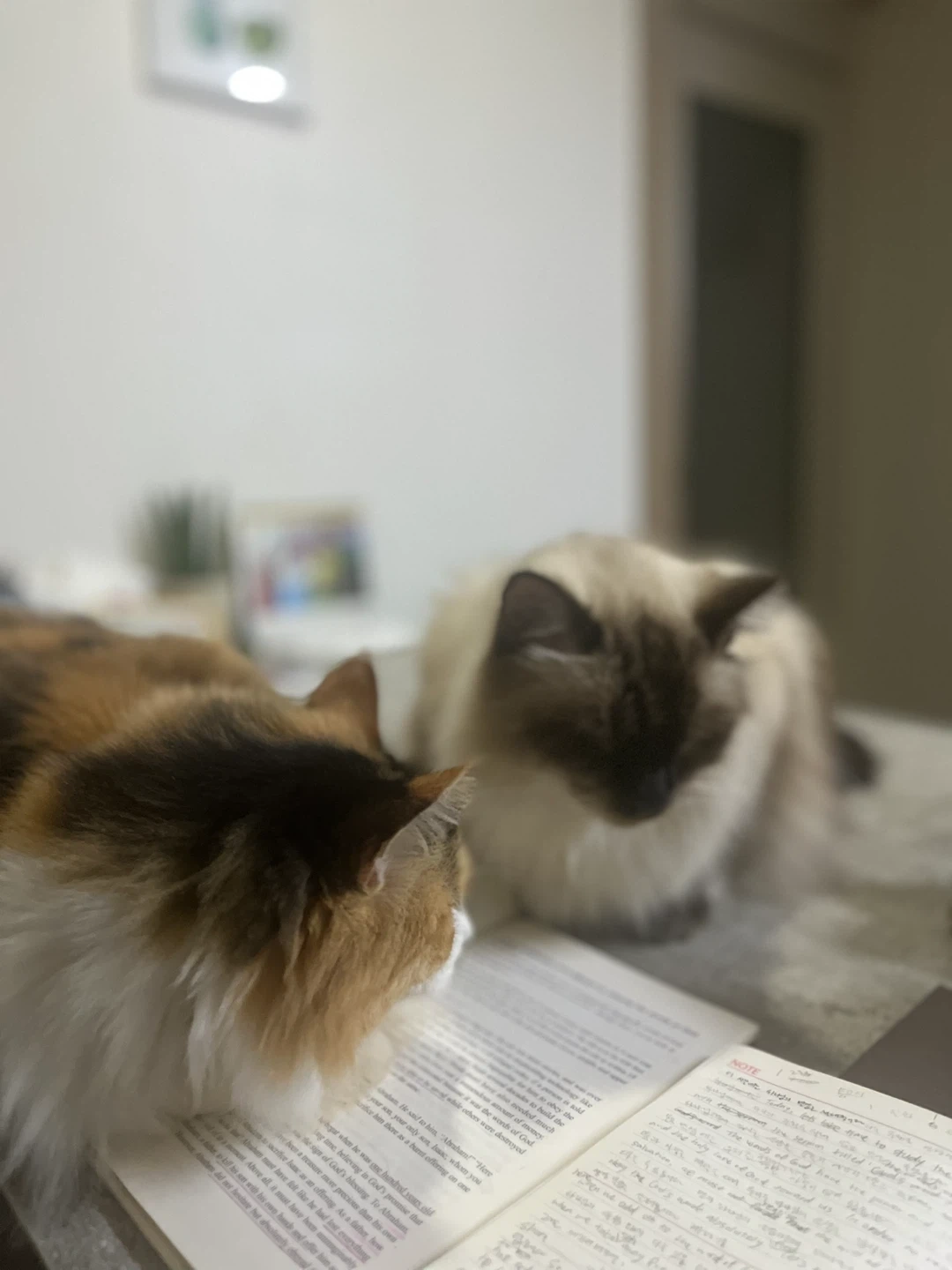 고양이 봐주실분 구합니다. 11/10-19일