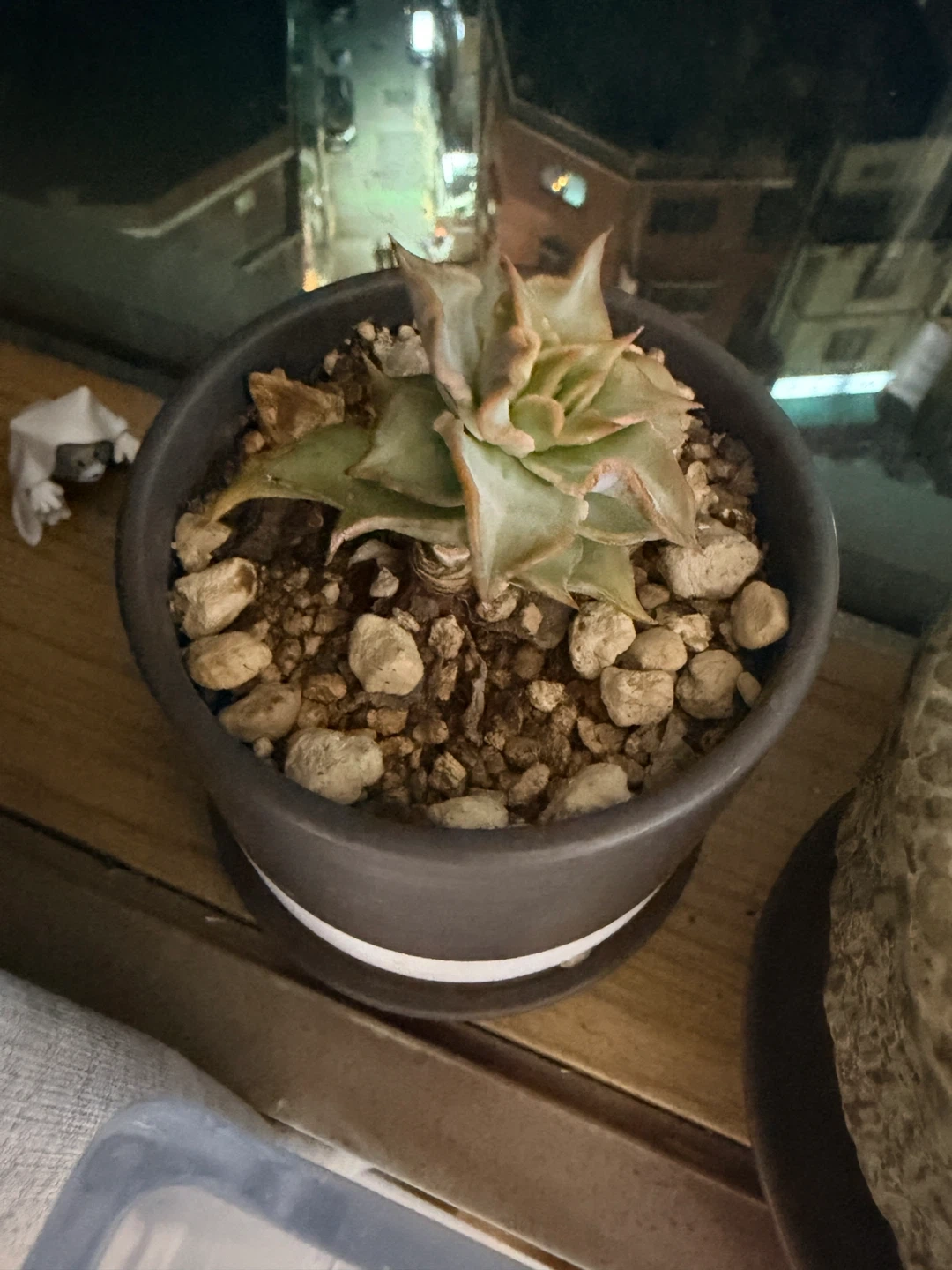 화분 살려주실분