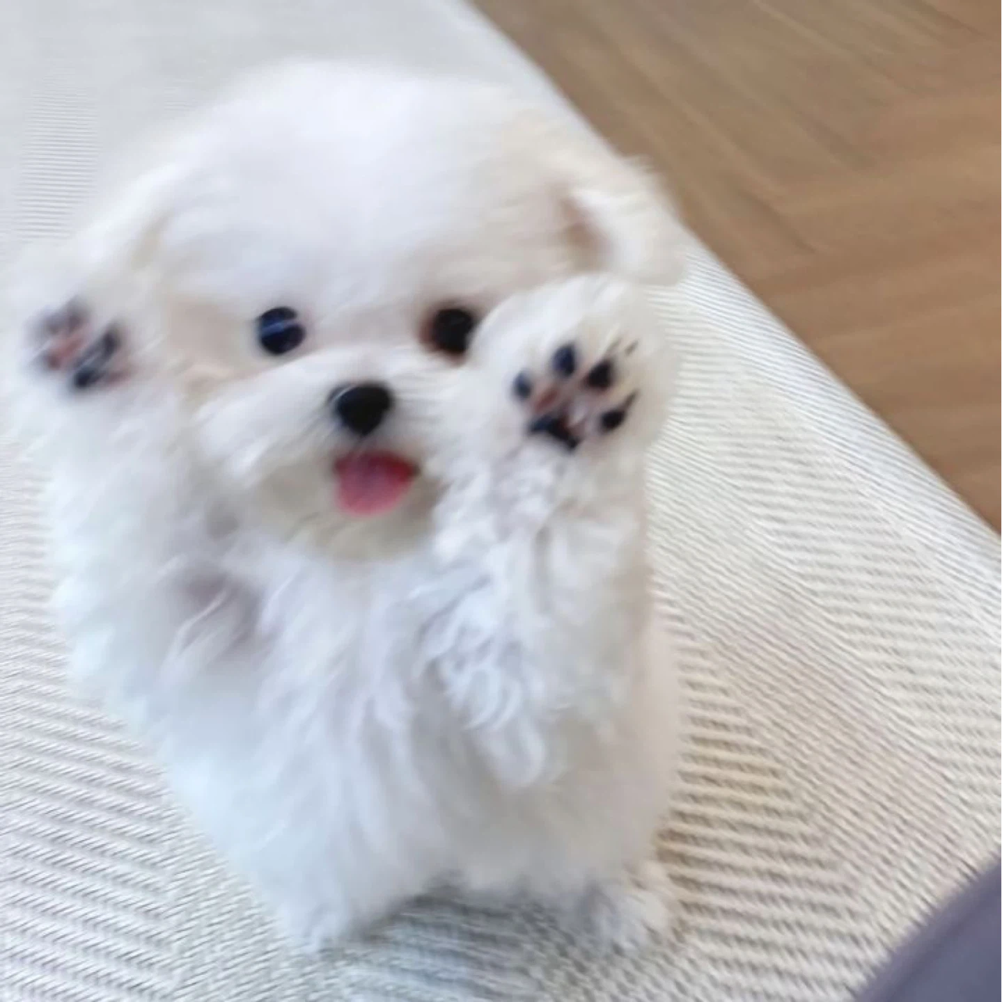 저희 강아지를 사랑으로 돌봐주실 분을 찾아요!