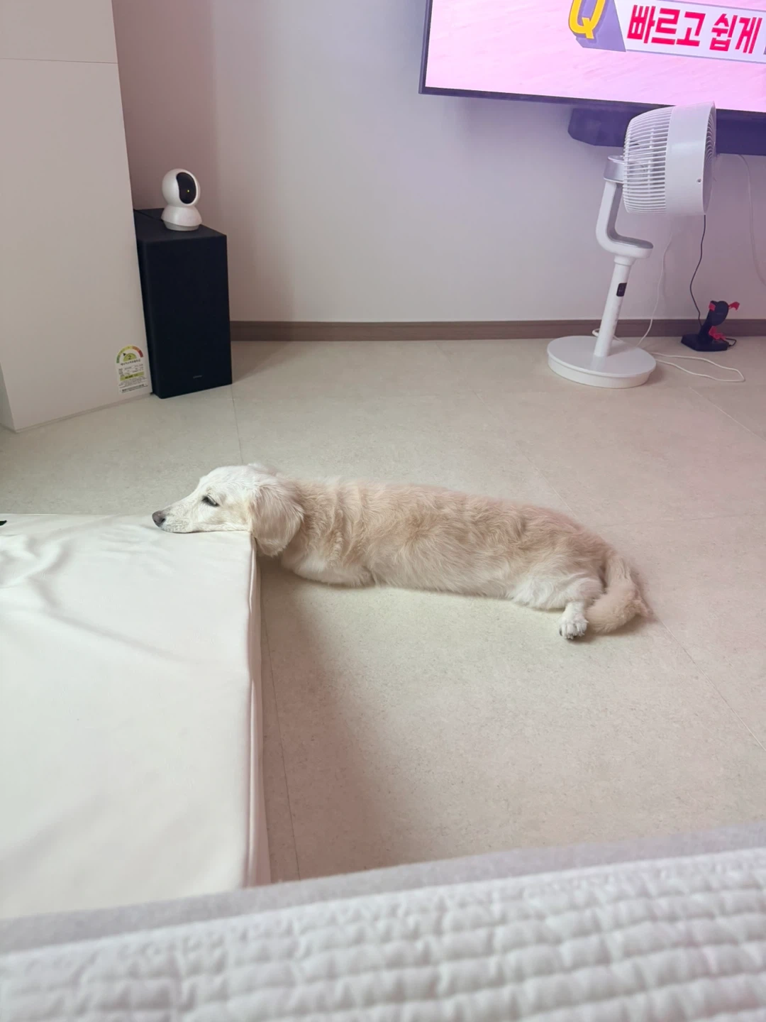강아지돌볼분구해요