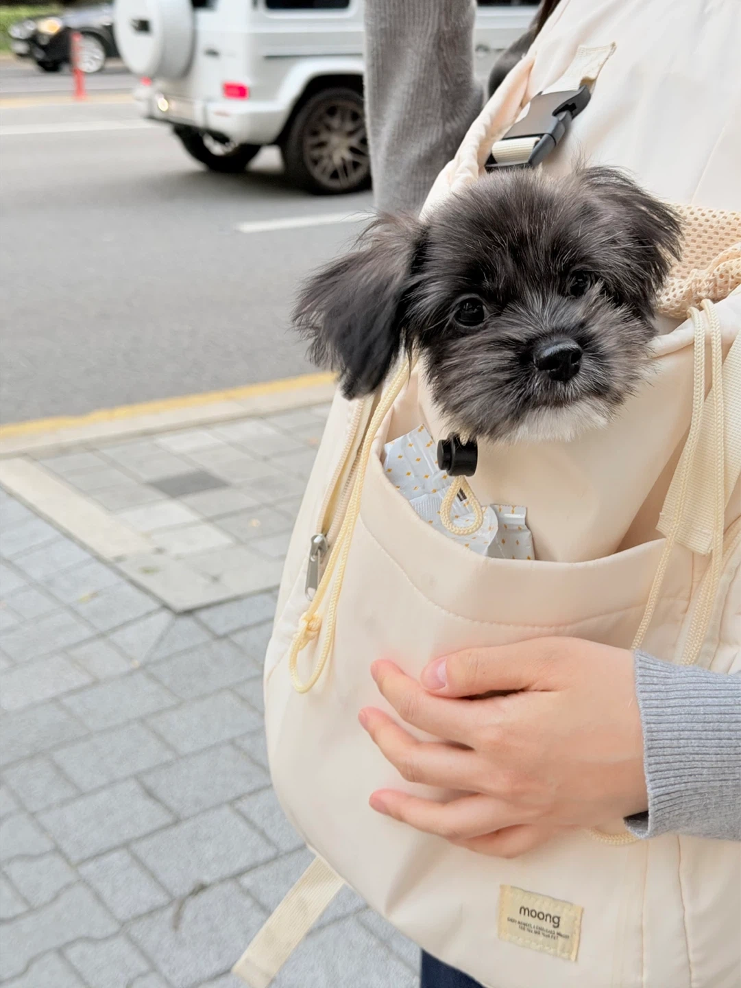 산책x 집에서 강아지 30분 돌봐주실 분!