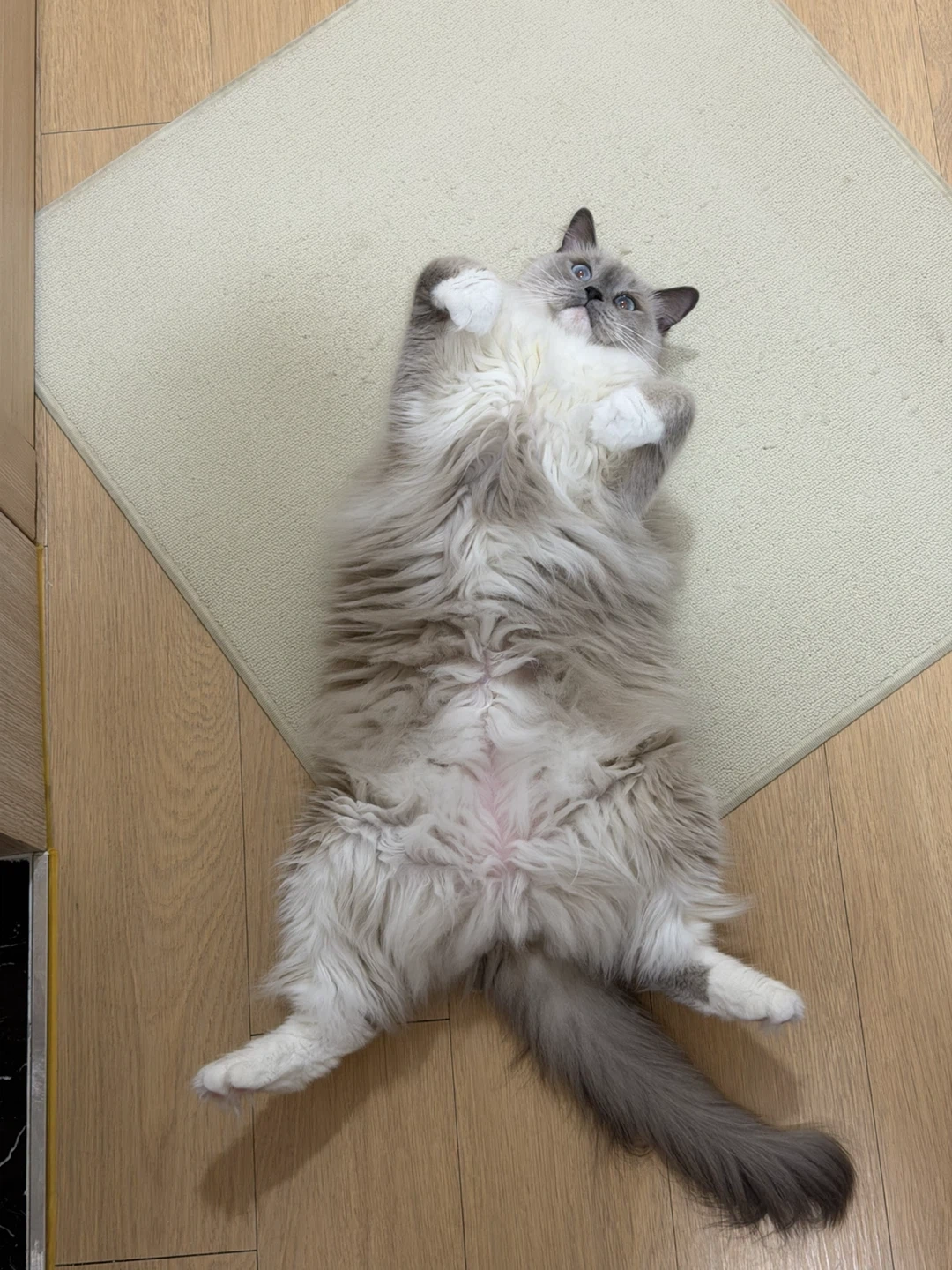 고양이 방문 탁묘
