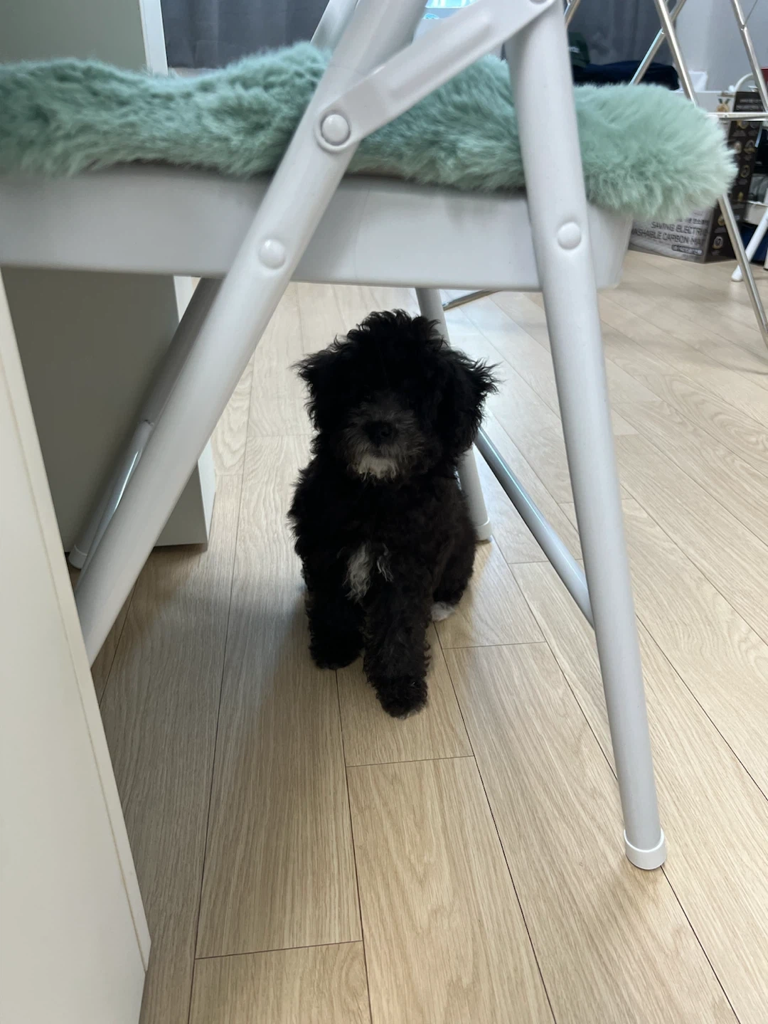 새끼 강아지 배변 훈련 도와주실분 구합니다