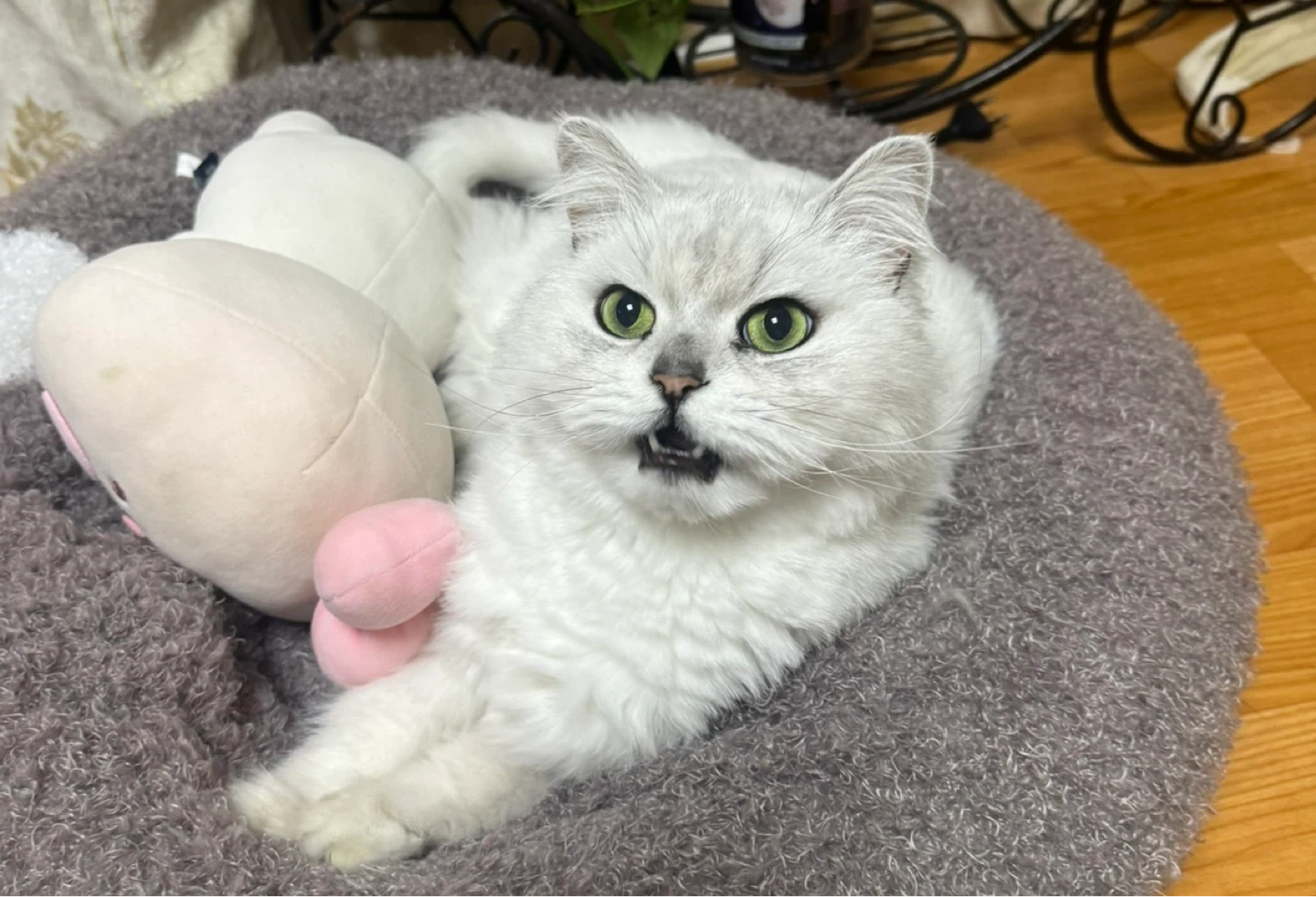 고양이랑 짐 같이 옮겨주실분 구해요