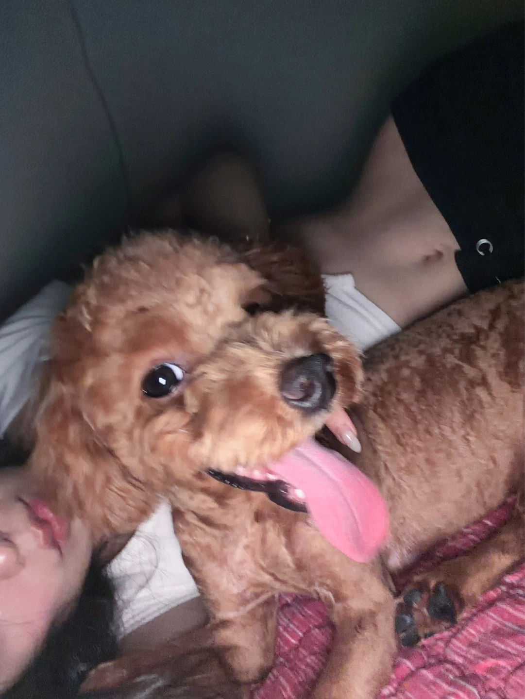 말티푸 하루 돌봐주실분