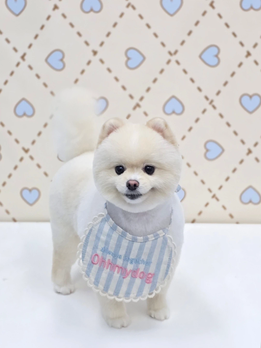 강아지 밥&물 챙겨주실분