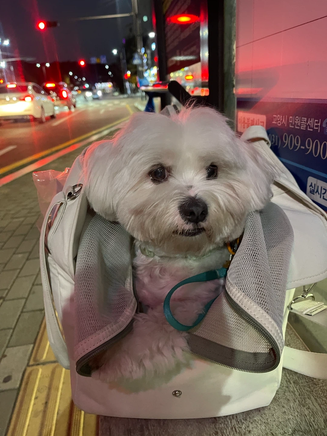 강아지 돌봄