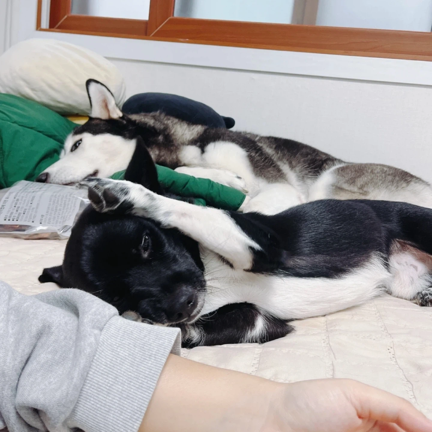 강아지 돌봄