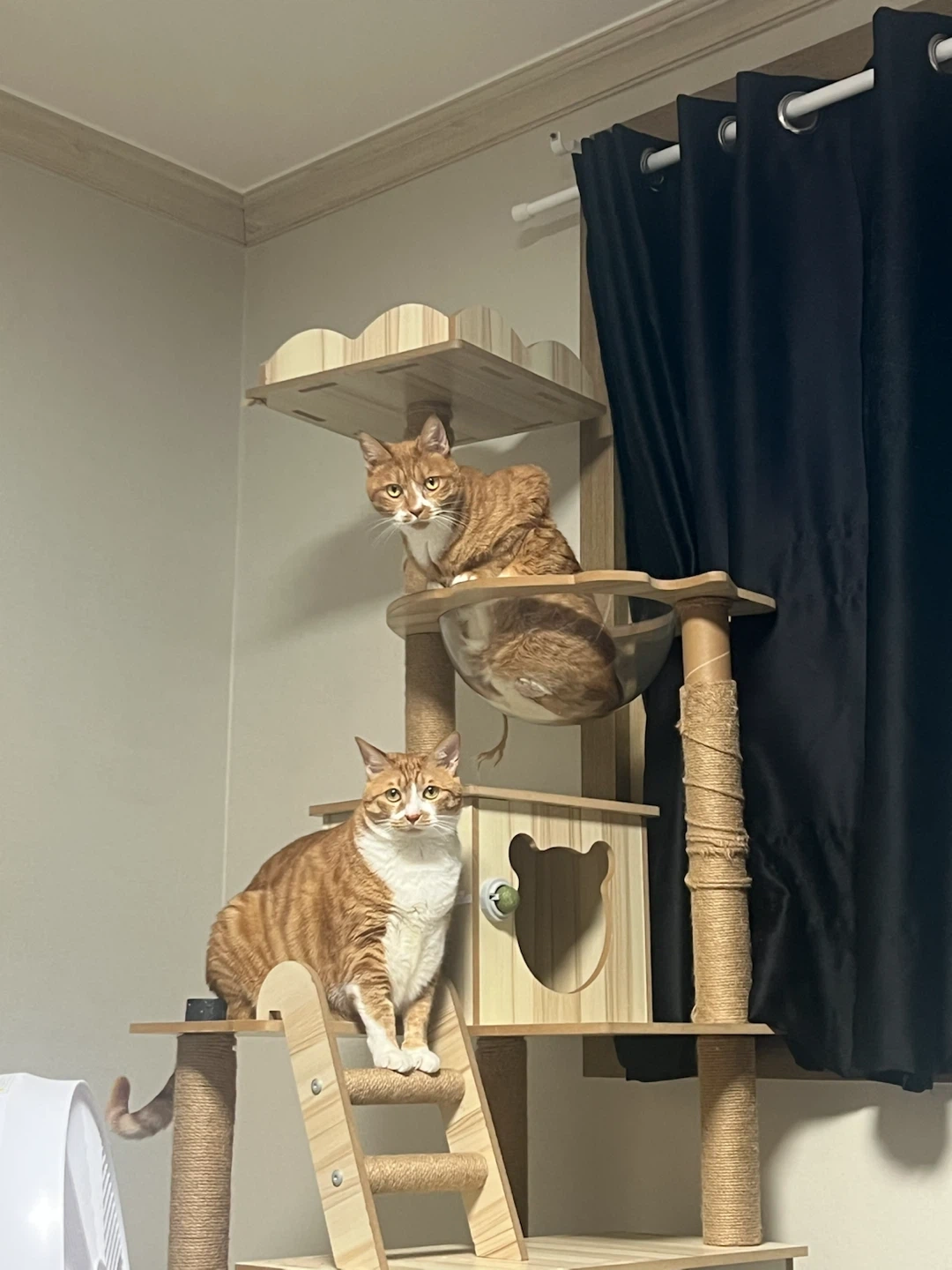 고양이 사료랑 화장실 정리해주실분 구해요