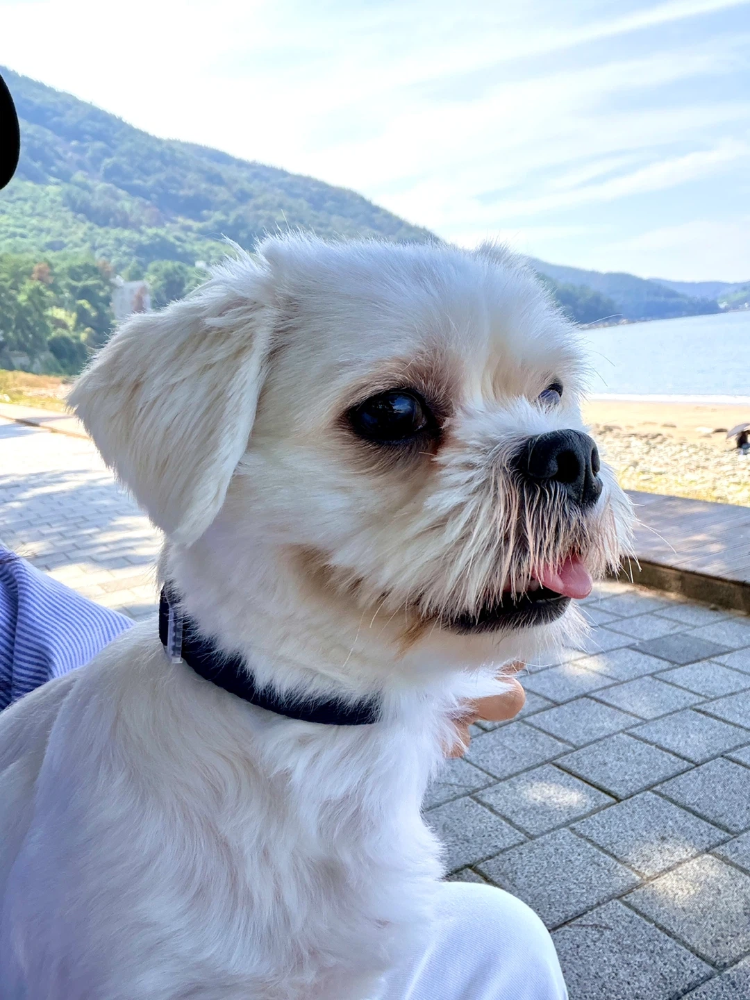 강아지 픽업 및 산책