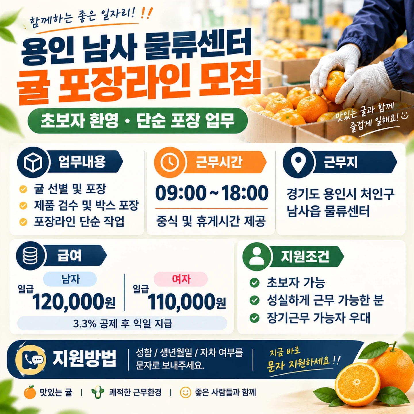 용인남사 귤 선별 포장라인 알바