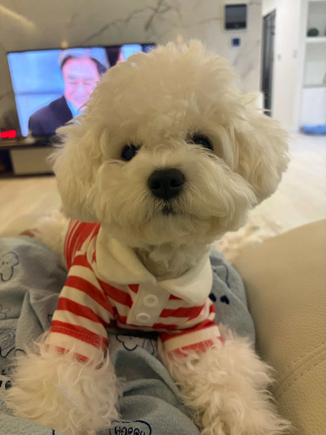 강아지 돌봄 구해요