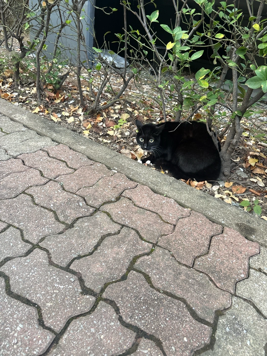급해요 사동 선경아파트 104동 고양이 잡아주실분