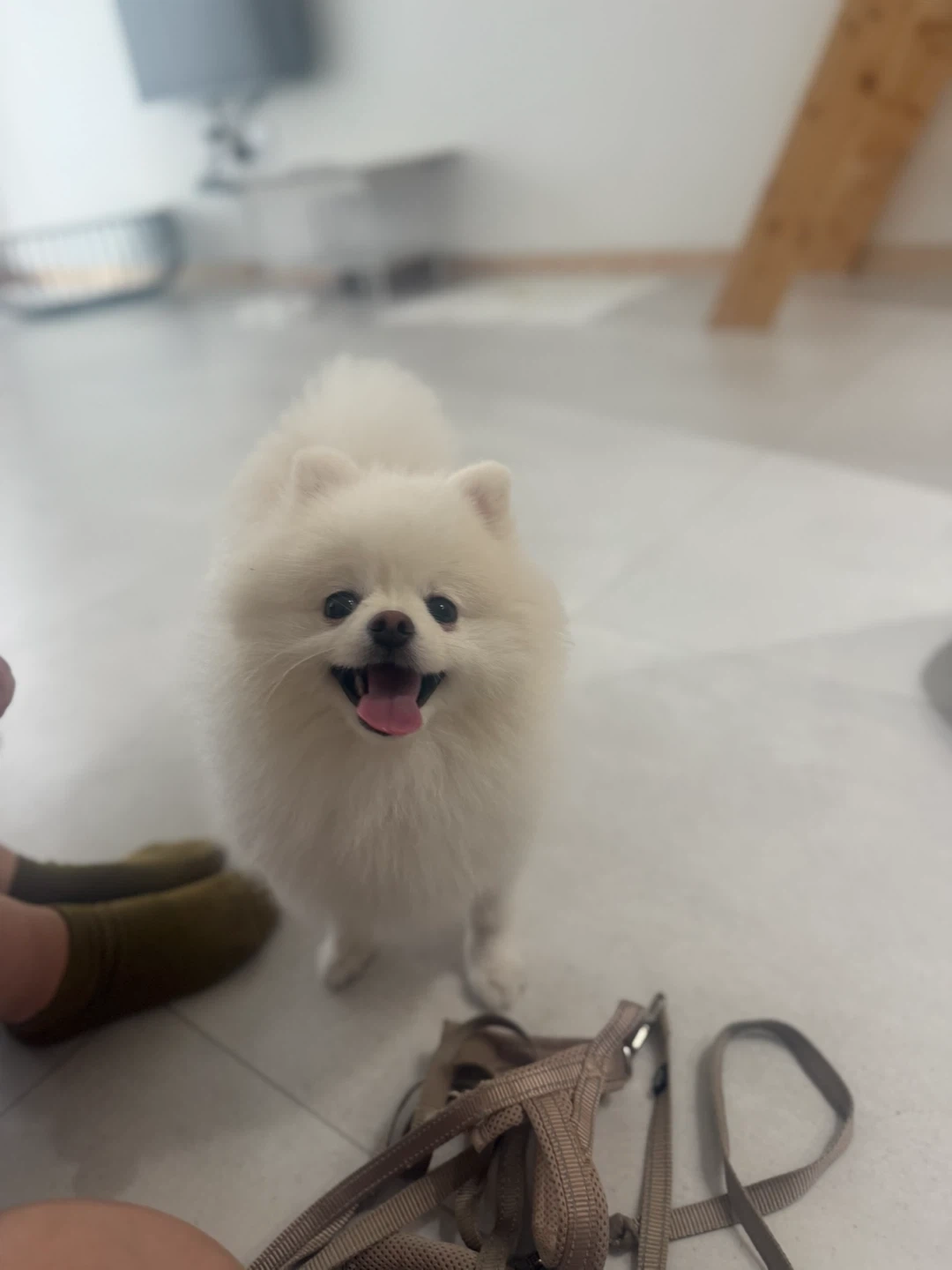 강아지 픽업 해주실 분 구합니다