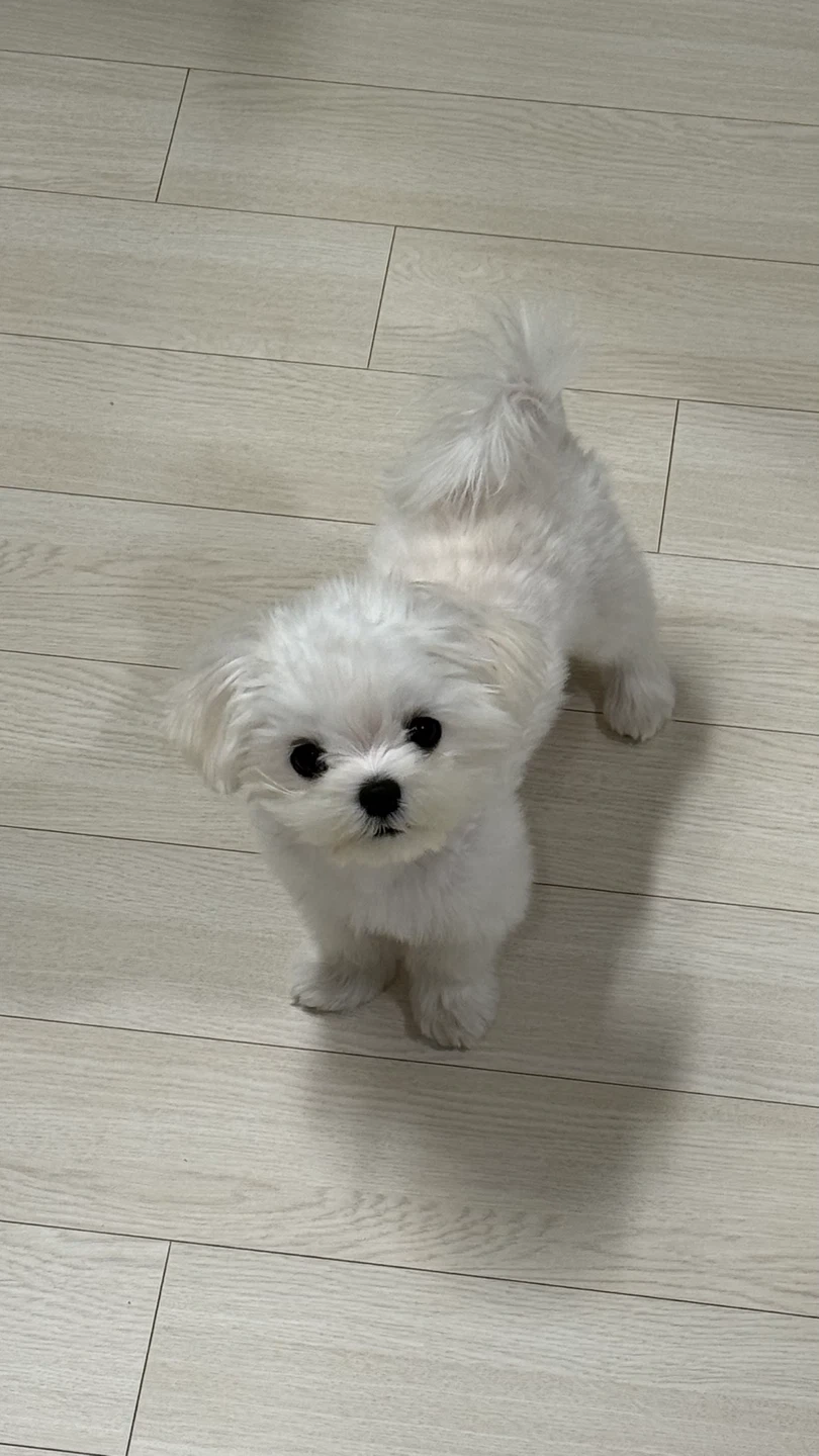 11/12-15 강아지 돌봄 가능하신 분