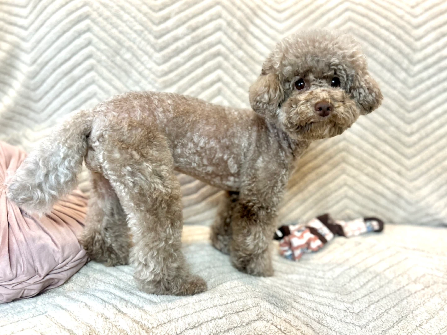 3살 초코푸들 돌봄구해요(31일~1일)