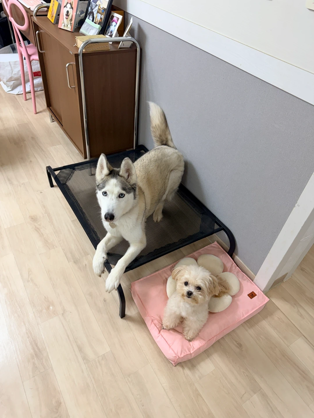 허스키 산책알바