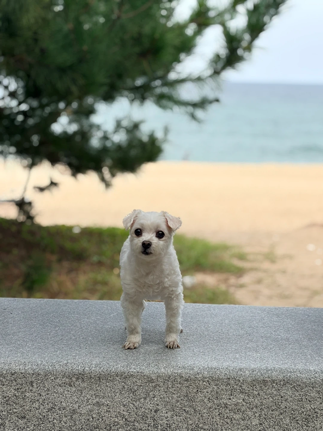카페에서 한시간정도 강아지 돌봐주실 분